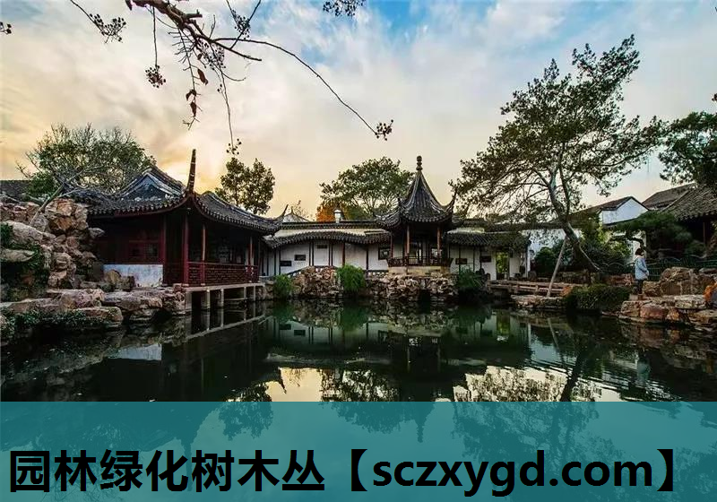 园林绿化树木丛