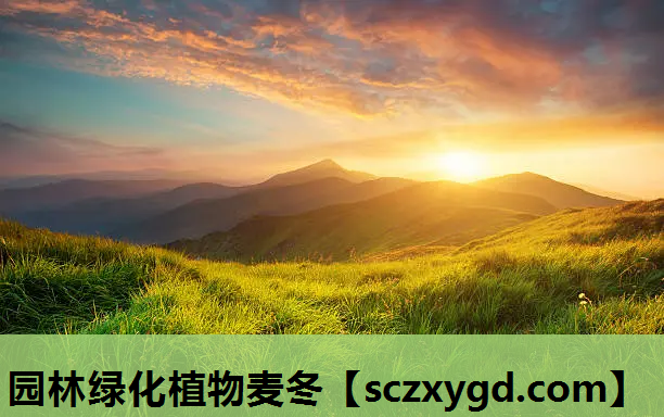 园林绿化植物麦冬