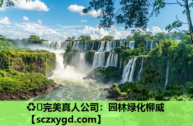 园林绿化柳威