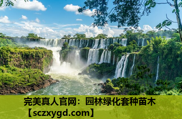 园林绿化套种苗木