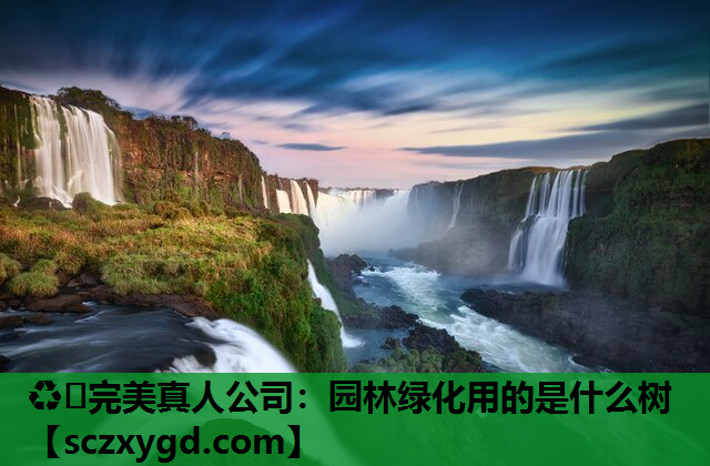园林绿化用的是什么树