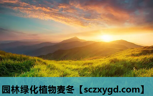 园林绿化植物麦冬